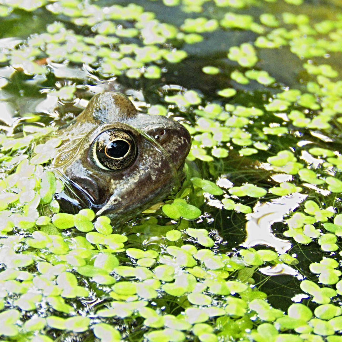 brown frog surrounded by green floating pants on water