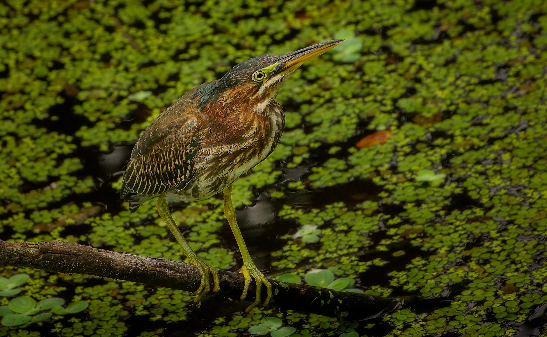 green heron perching on a branch