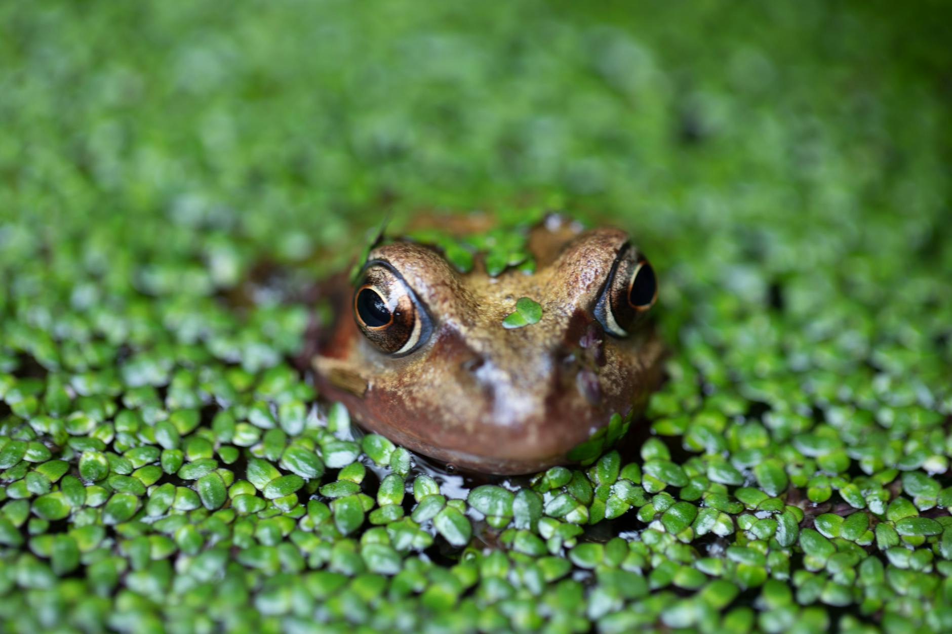 duckweed