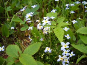 Bluets