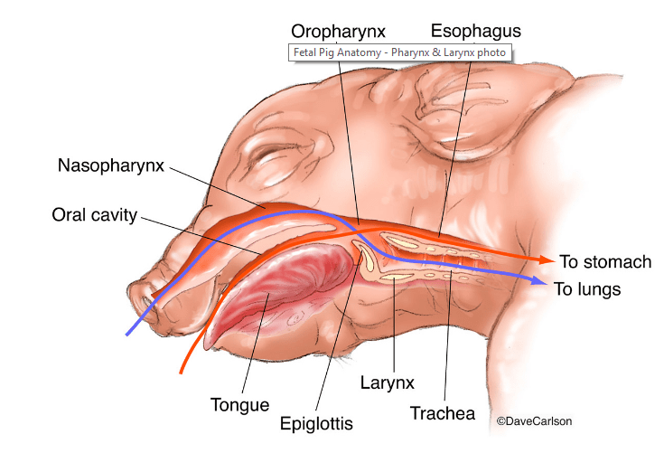 The rhomboideus capitis is the muscle lateral to the rhomboideus cervicis on the upper spine of the pig. Anatomy Of The Pig Earthworm Express