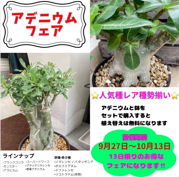 アデニウムフェア開催