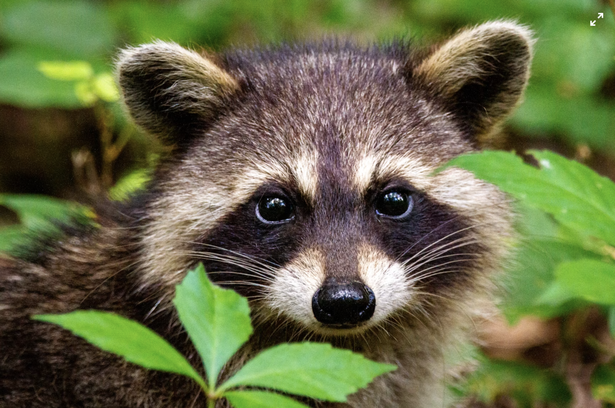 Rabies Alert: Stay Informed and Protect Your Pets (2026)
