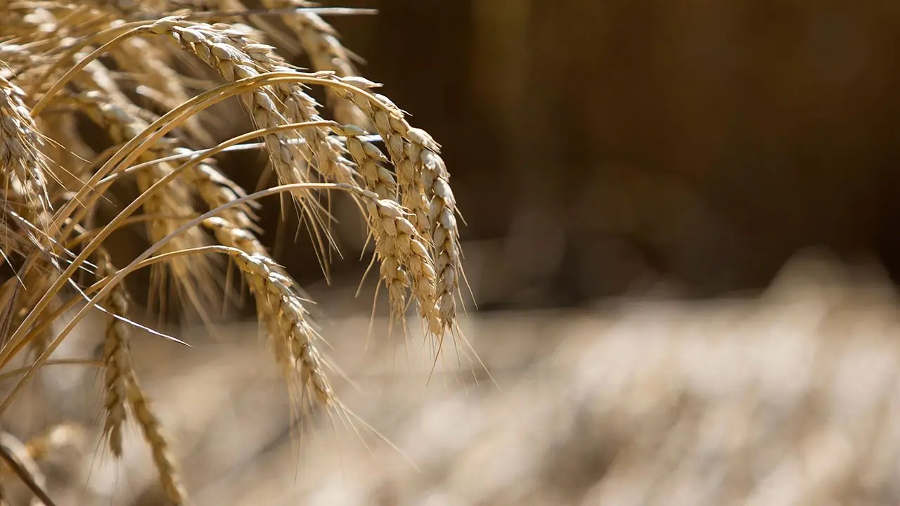 Russia Considers Reengaging in Vital Global Grain Deal, Says Putin