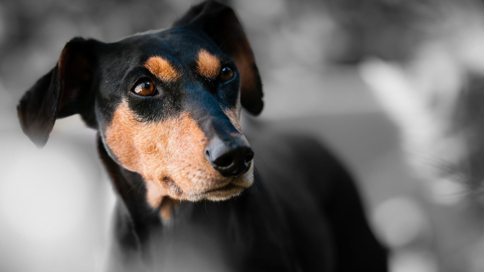 Cynologist Golubev named the two calmest and calmest breeds of