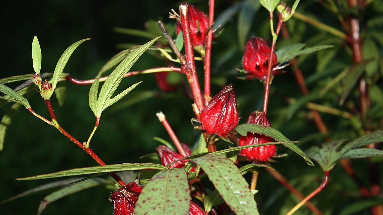 RMIT scientists propose to create a new remedy for weight loss from rosella flowers