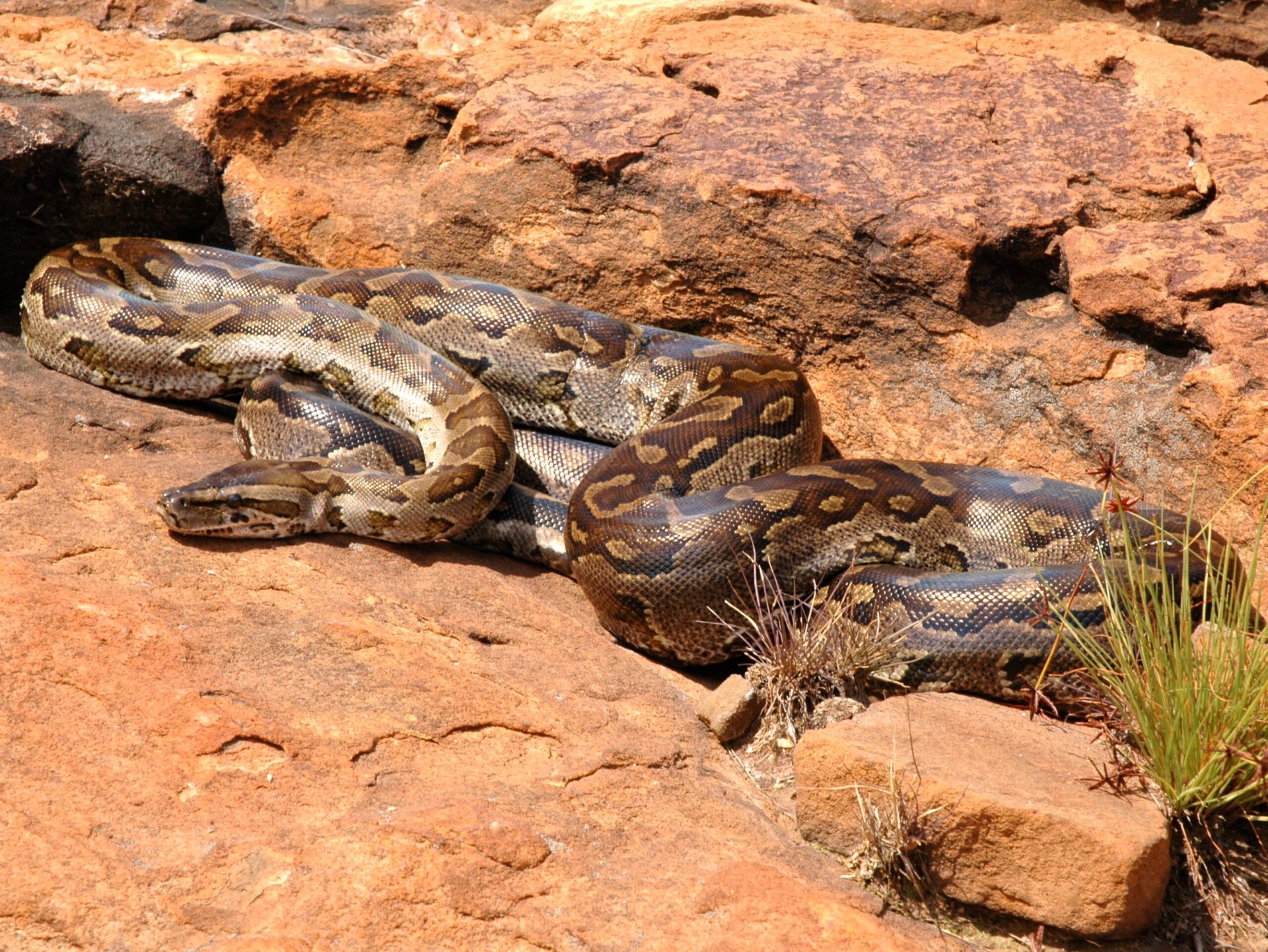 african rock python, congo snake, python sebae, giant snake congo