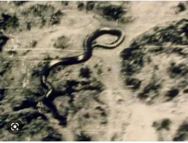 congo snake, 1959 photo, katanga giant snake, remy van lierde
