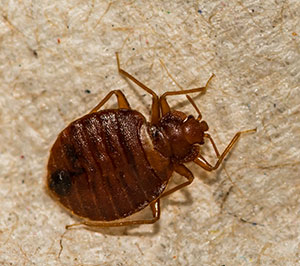 Our experienced professionals have years . Bed Bug Exterminators Control Removal Eastern Pest Services