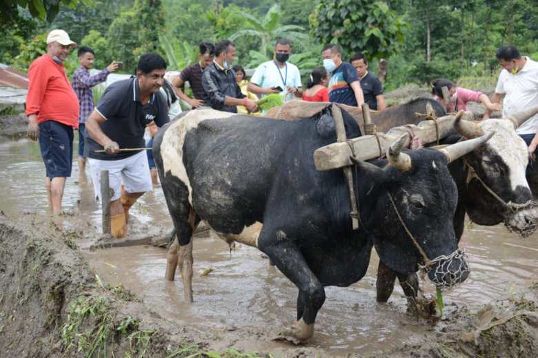 Sikkim’s agriculture minister gets his hands dirty on paddy field