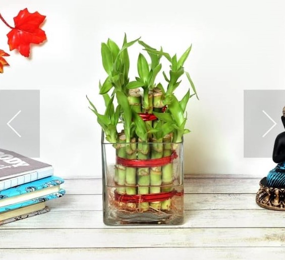 bamboo plant