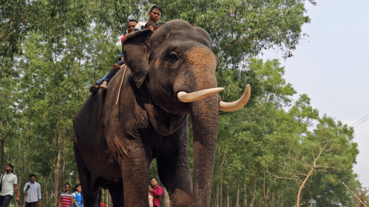 Elephants collide with freight trains in Assam, WB
