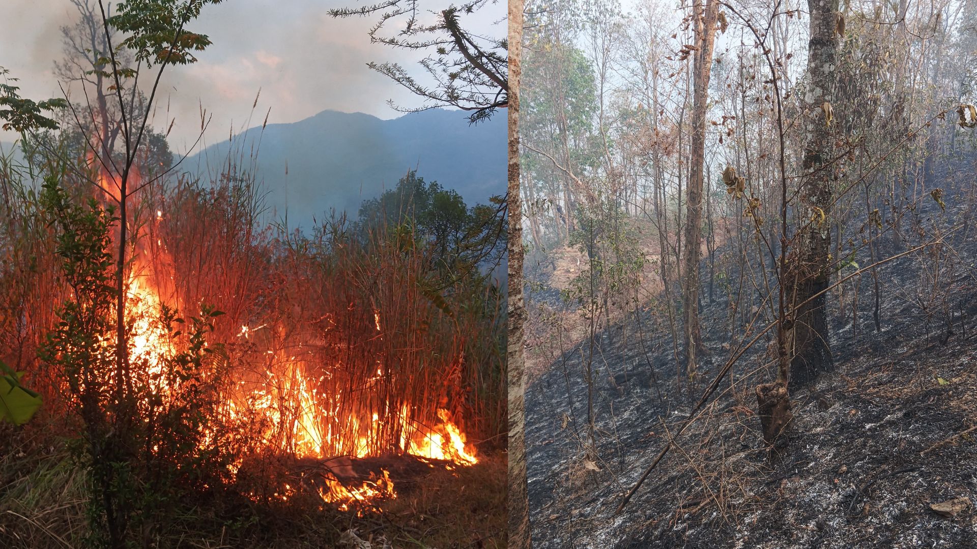 Nagaland: After Tseminyu forest fire, Rengma youth demand fire services