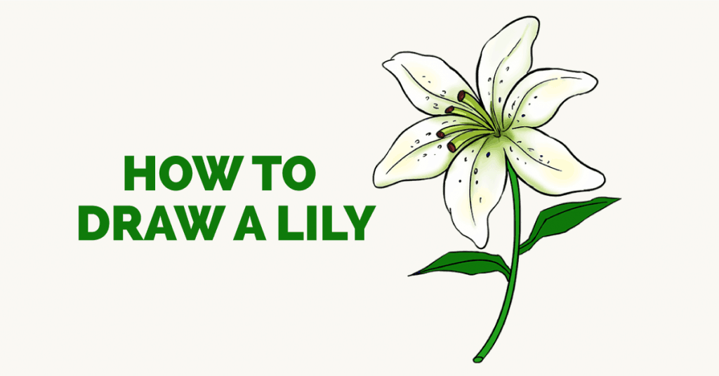 In this tutorial, i'll show you how to draw a lily flower step by step. How To Draw A Lily In A Few Easy Steps Easy Drawing Guides