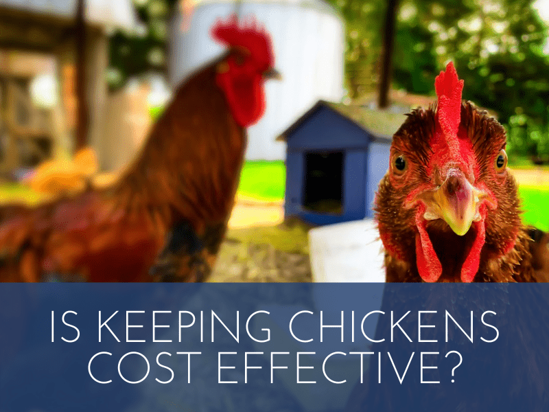 Is Keeping Chickens Cost Effective? Is Keeping Chickens Cost Effective?