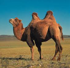 Fun camel facts for kids
