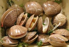 Phylums mollusca, echinodermata & arthropoda r. Fun Mollusks Facts For Kids