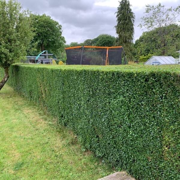 Hedge cutting