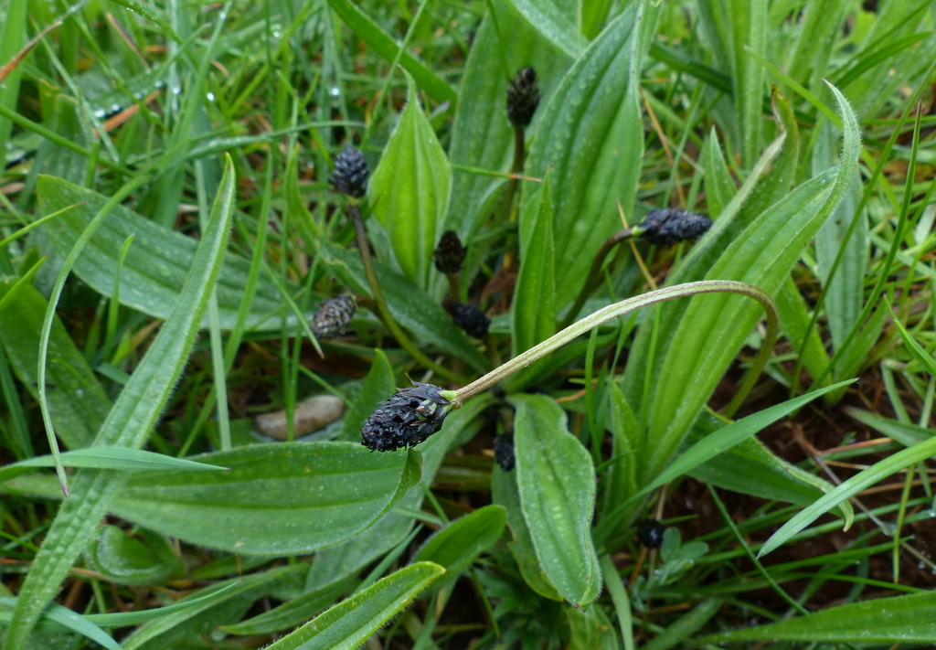 Plantago Lanceolata The Ribwort Plantain Easy Wildflowers
