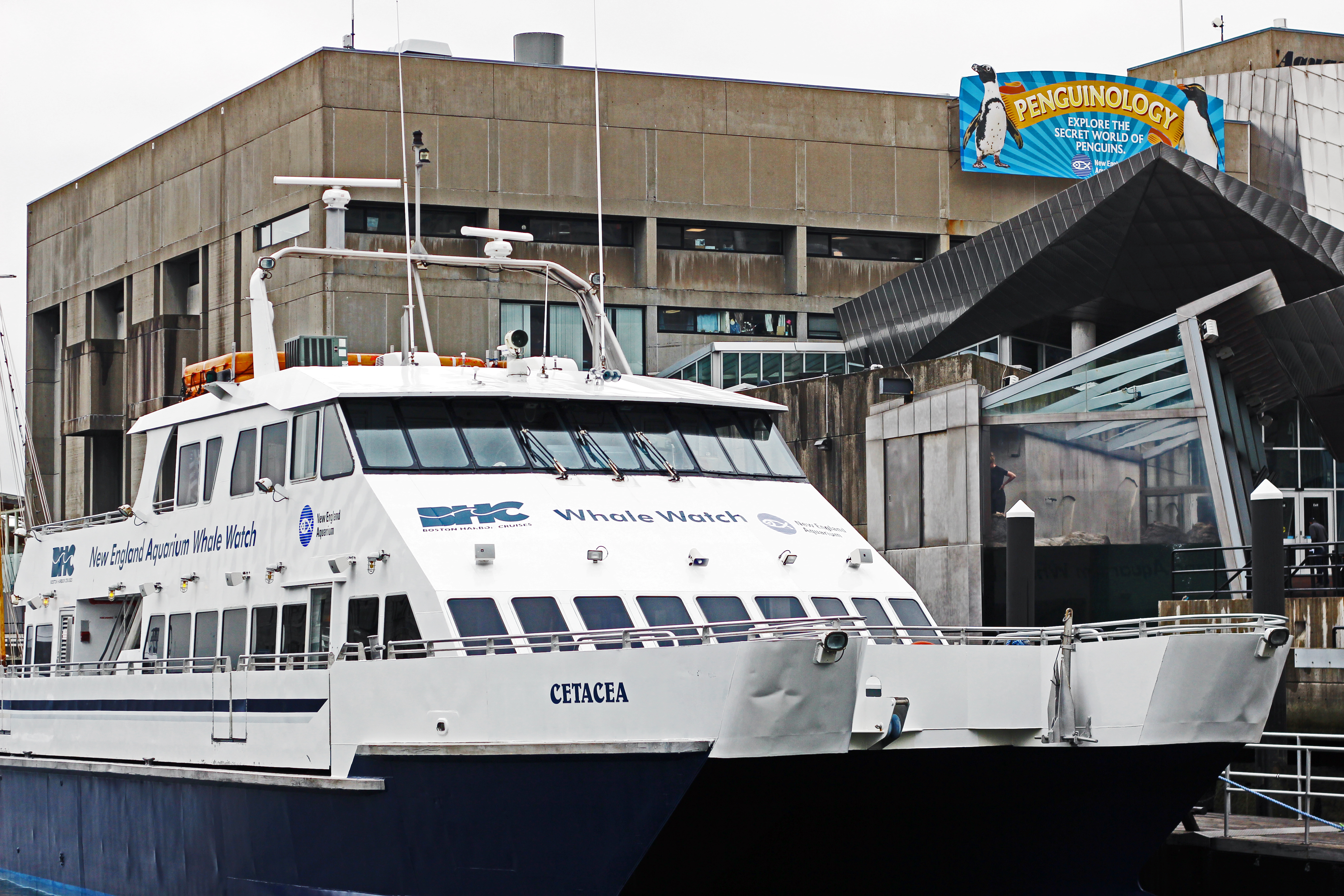 The best time for whale watching is between may and october. A Whale Of A Trip To Boston Eat Drink Move Repeat