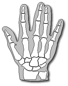 Interesting Facts About Hands