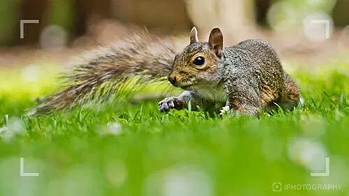 Wildlife Photography Course Iphotography - City Photos - Modern High Resolution Collection