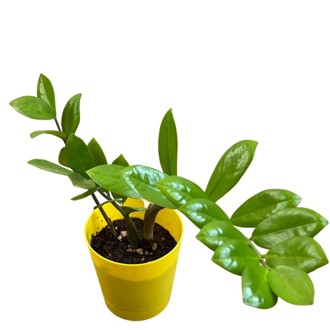 ZZ Plant Ideal Succulent for Busy Gardeners