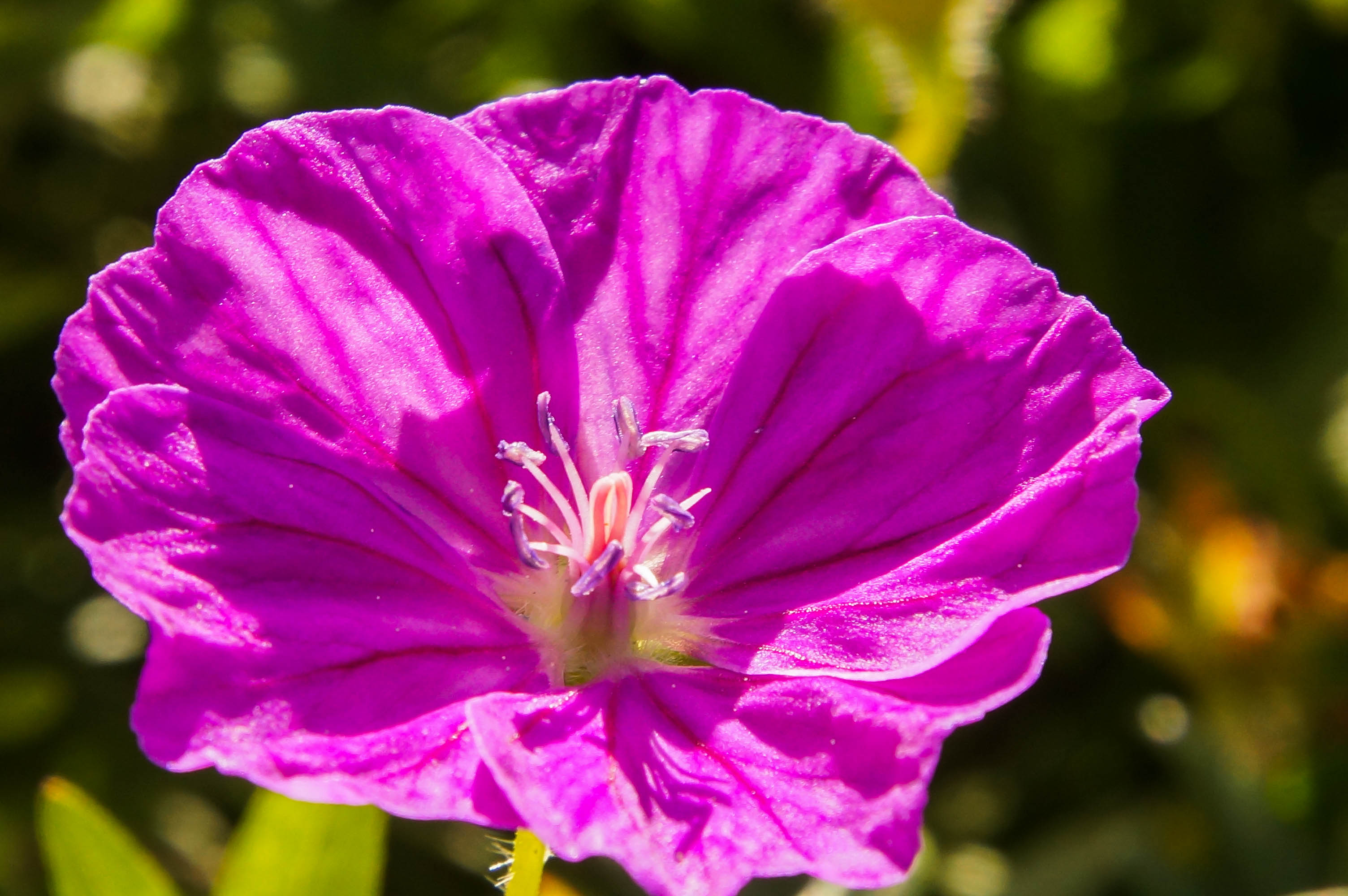 geranium