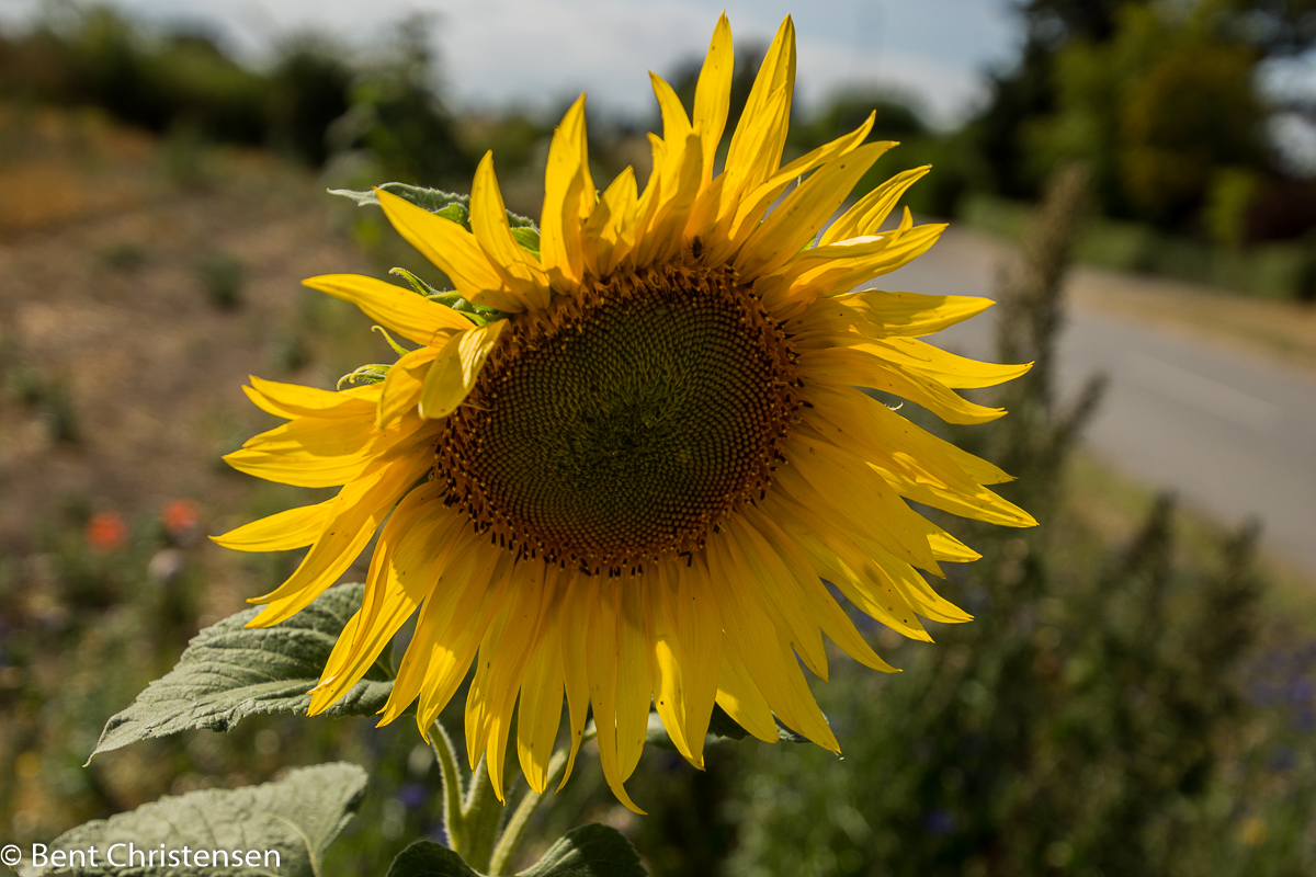 flora, solsikke
