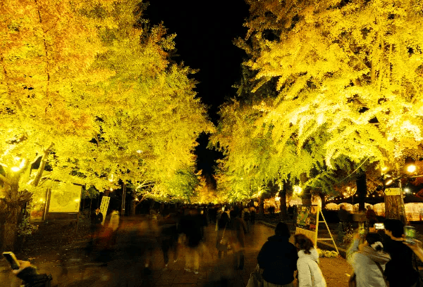 中島公園紅葉ライトアップ写真