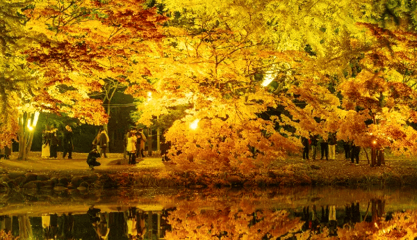 中島公園紅葉ライトアップ写真その2