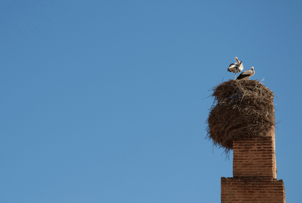 A large bird’s nest with two storks perched on top of a tall brick chimney