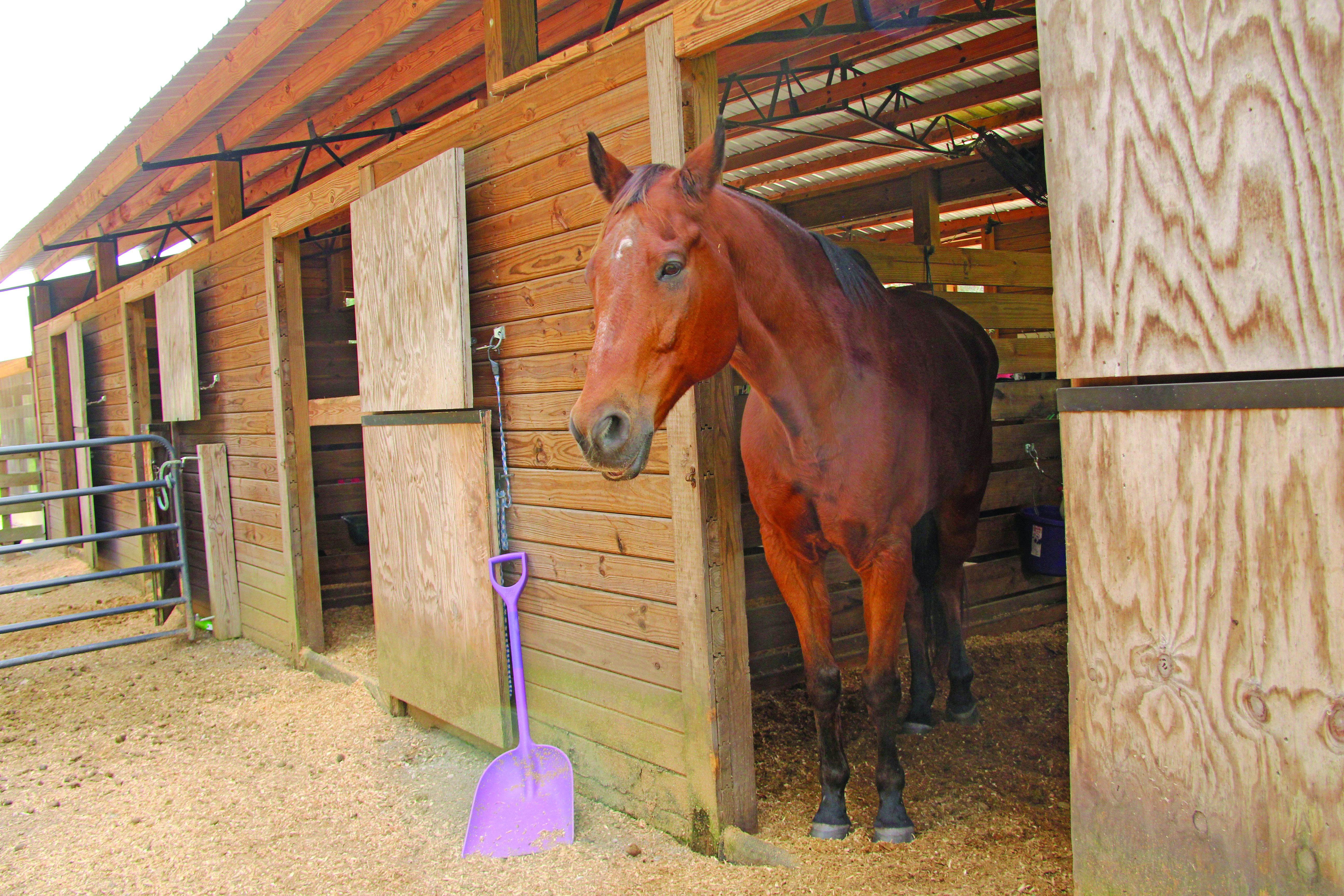Just Horsin’ Around @ Cheyne Ranch, Oveido, FL – East Coast Current