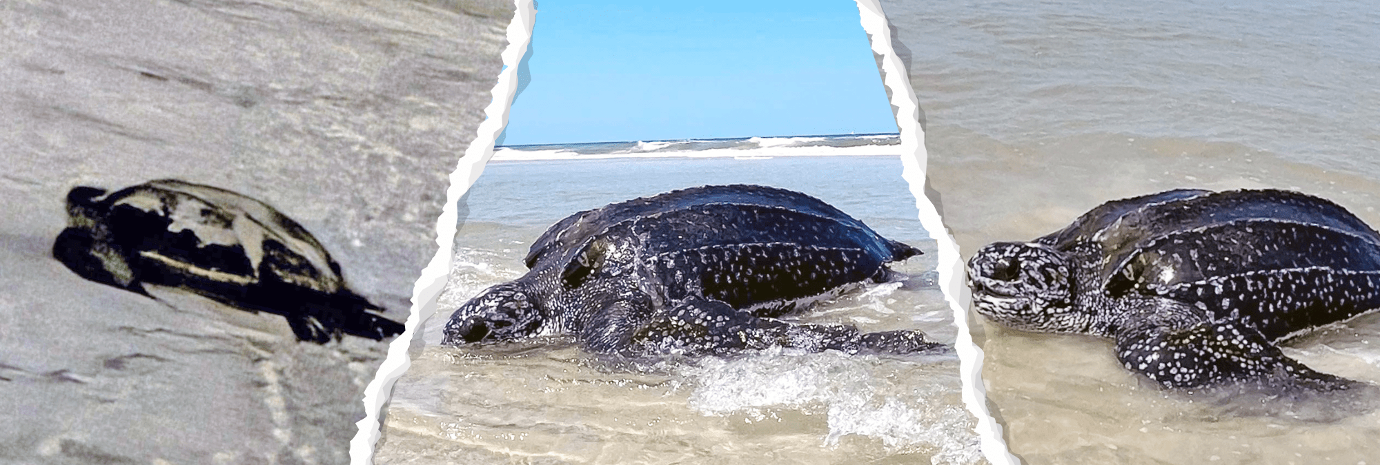 A turtle in the water