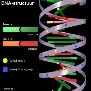 Bouw Van Het Dna Cel Menselijk Lichaam - 8K Space Backgrounds for Desktop