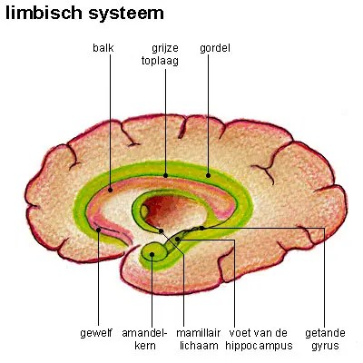 Limbisch Systeem Wikiwand - Premium Geometric Picture Gallery - 8K