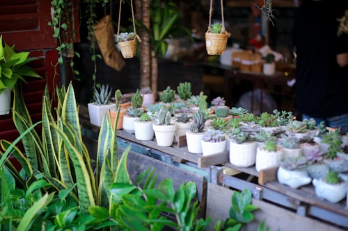 Premium Succulent Plant Collection
