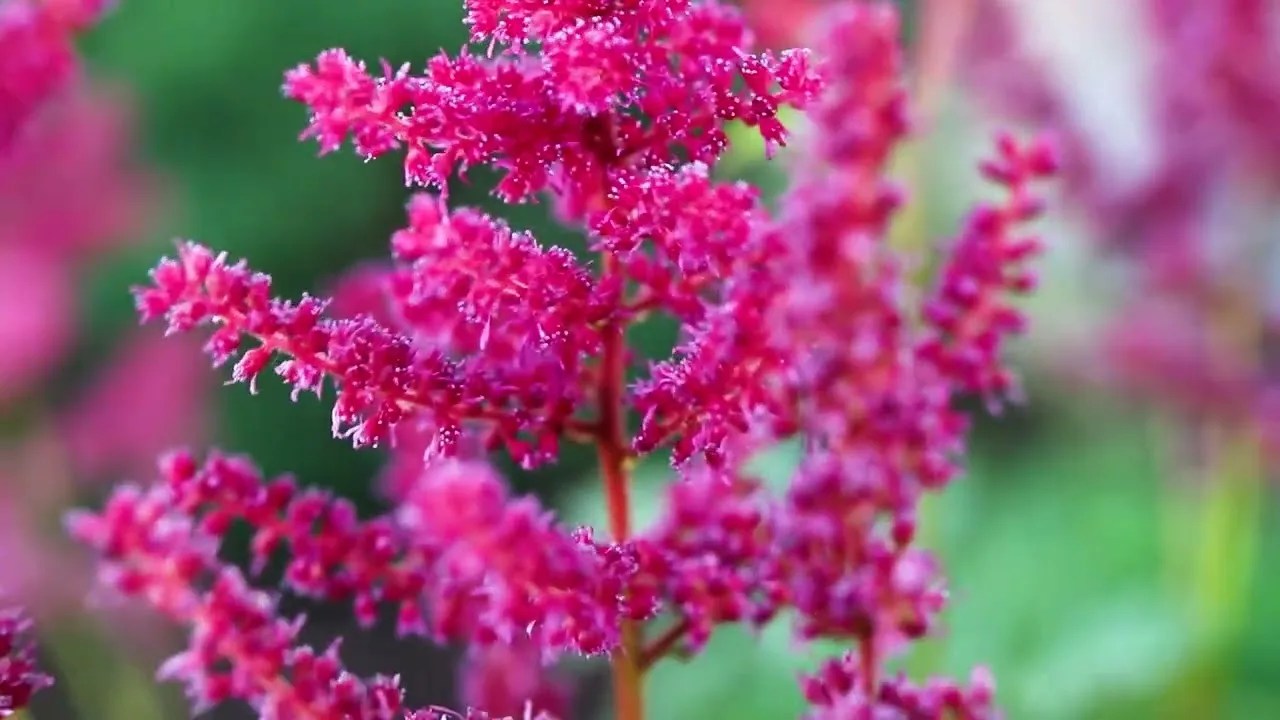 Image accompanying: The easy pale pink flower that blooms in full shade (and requires almost no pruning)