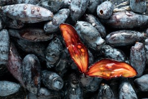 haskap berries