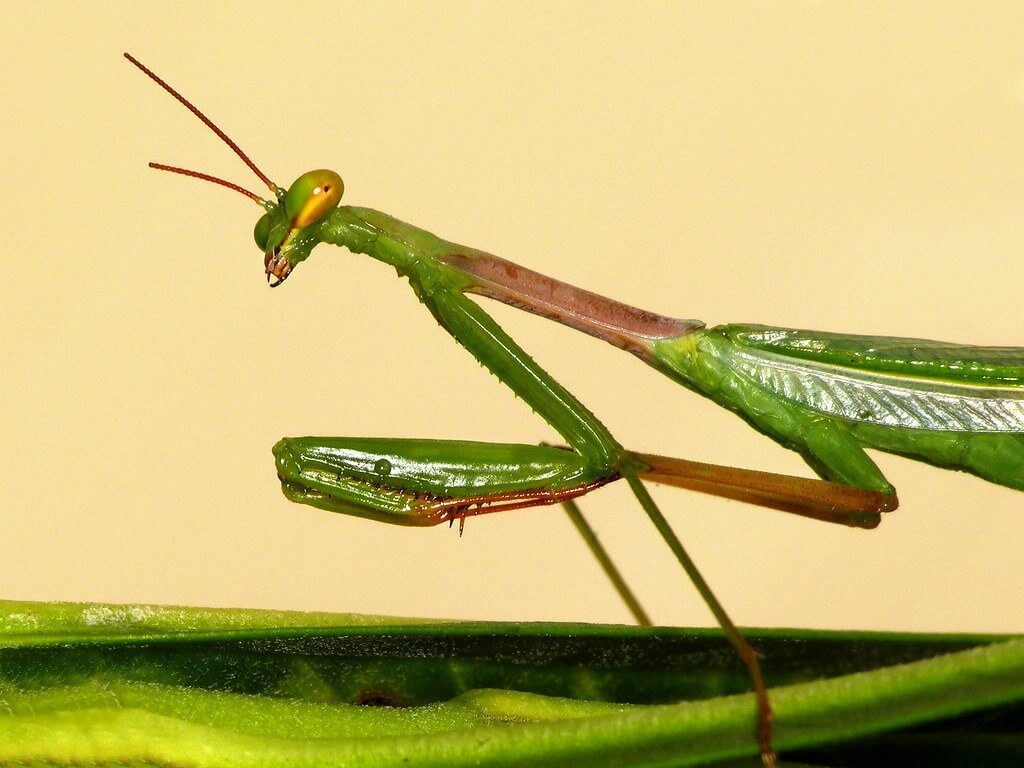 Praying mantis spiritual meaning and symbolism
