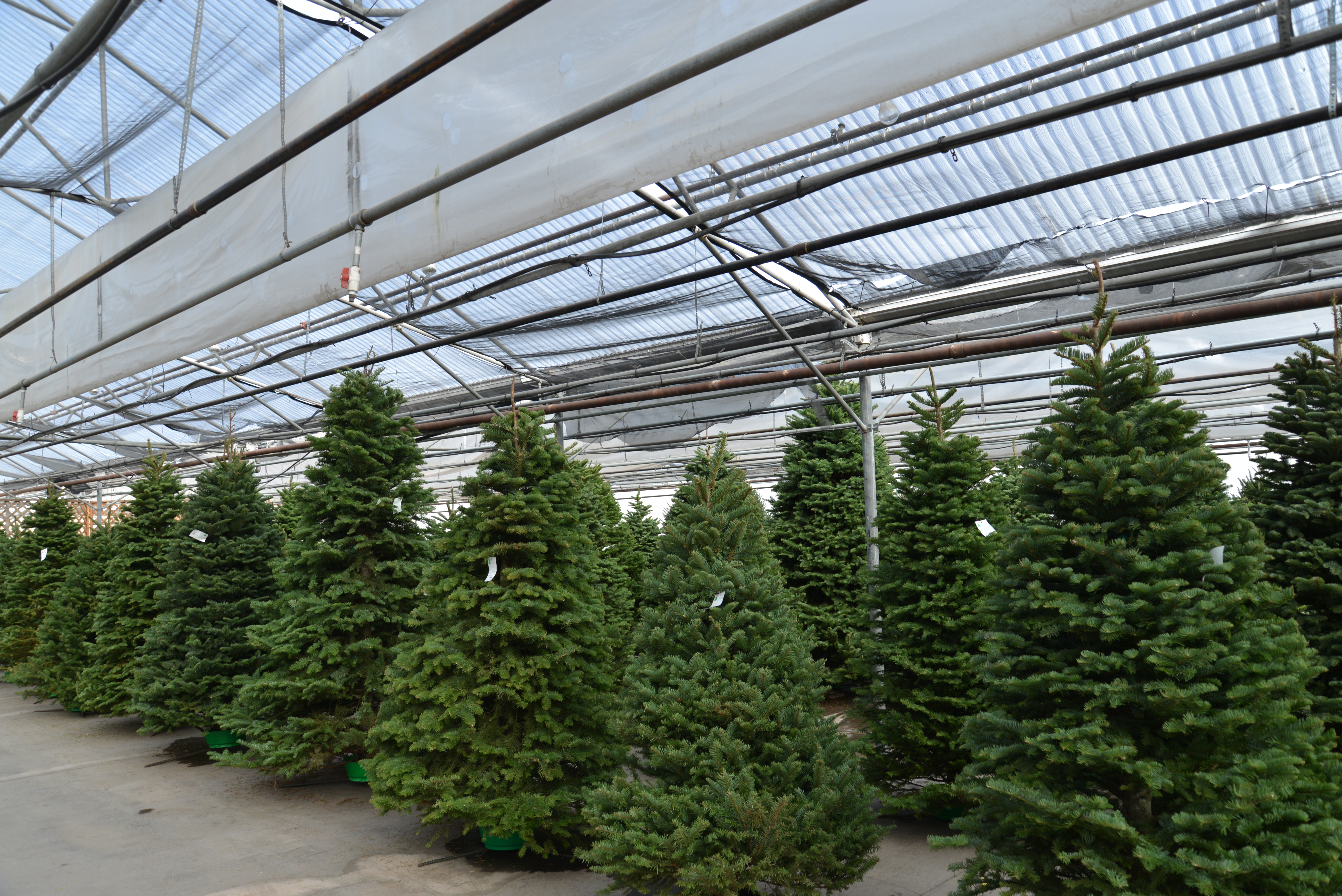 When dianne murphy and her family were looking for a christmas tre. The Christmas Tree Echter S Garden Talk