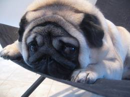 pug flat face