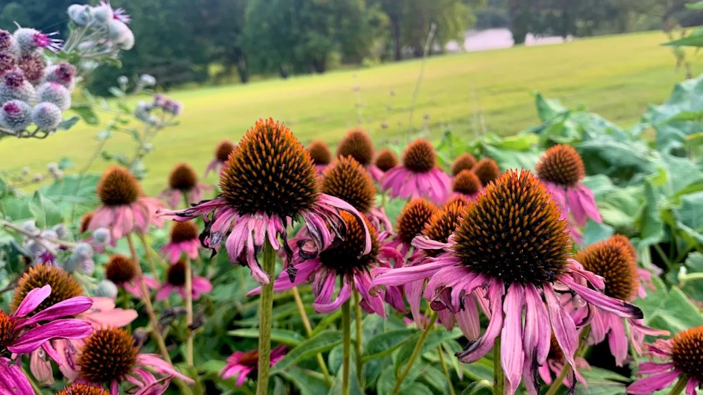 Top 10 Parks Near Tysons Park #2: Meadowlark Botanical Gardens located at 9750 Meadowlark Gardens Ct, Vienna, VA 22182