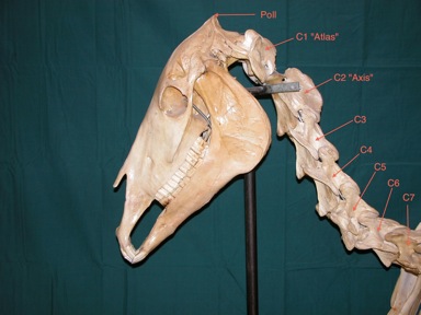 It is an atypical cervical vertebra with unique features. Comparable Parts No 4 Sticking Your Neck Out For Students Of Horsemanship