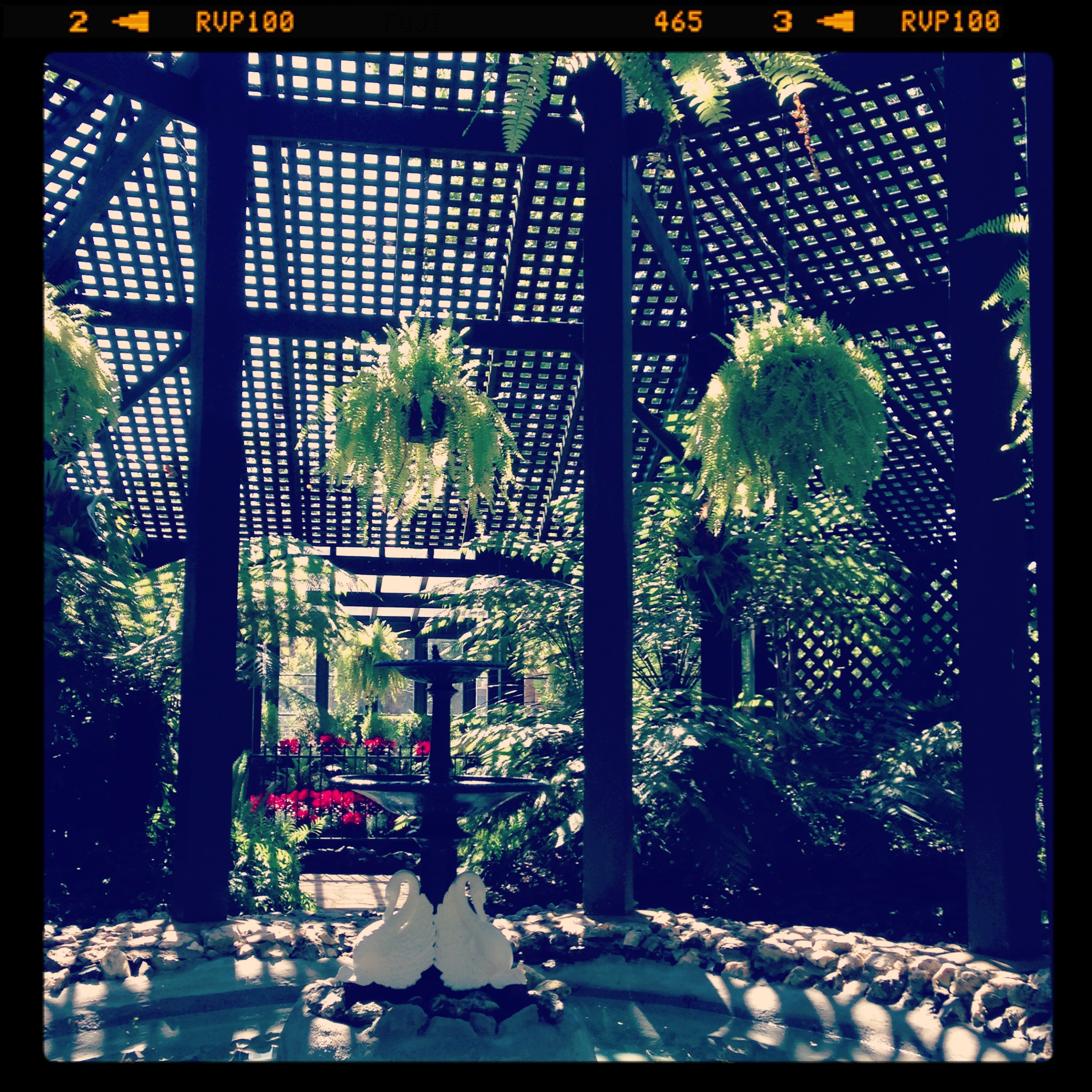 Inside the Fernery at Cook Park