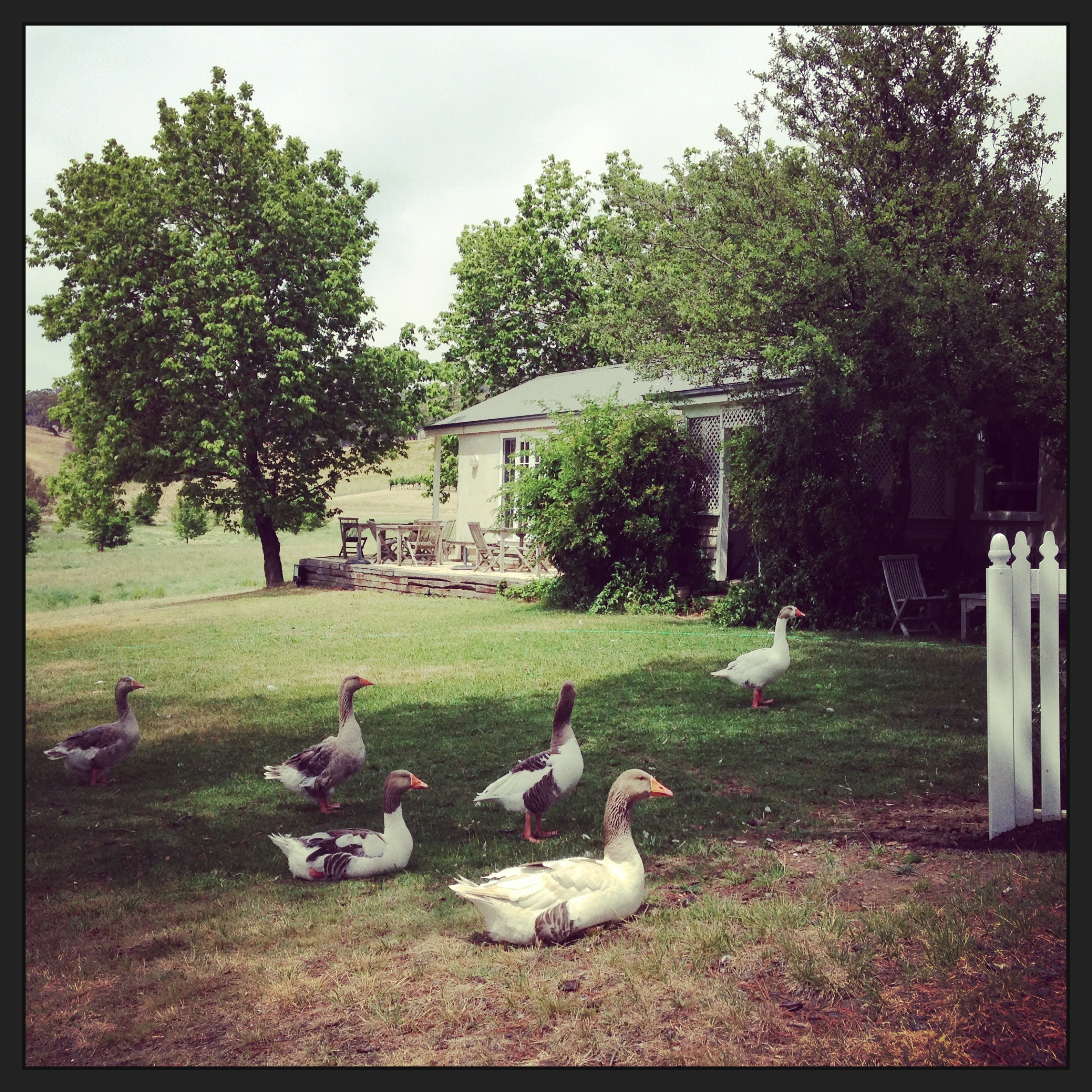 Mayfield Vineyard