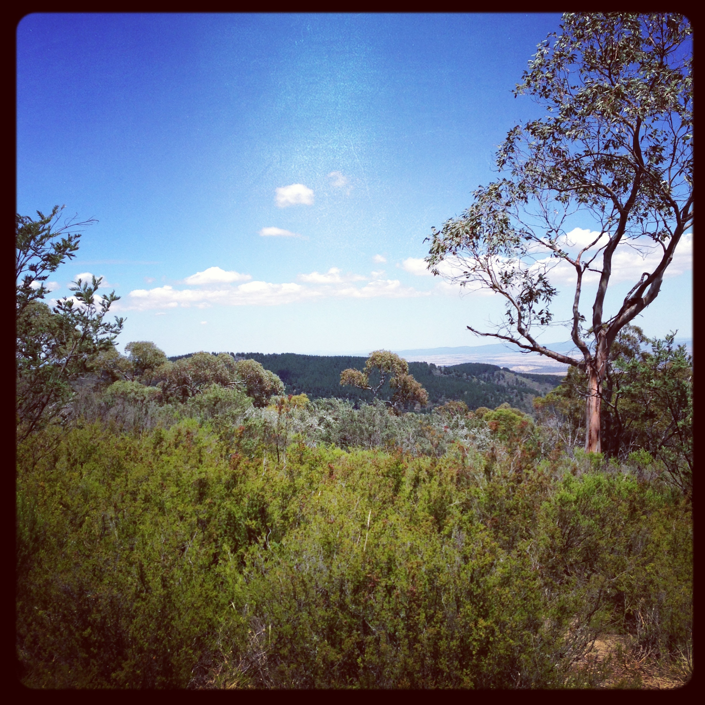 Bushland scenary on Mount Canobolas