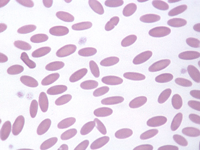 Normal Goat Erythrocytes Eclinpath - Artistic Mobile Geometric Photos | Free Download