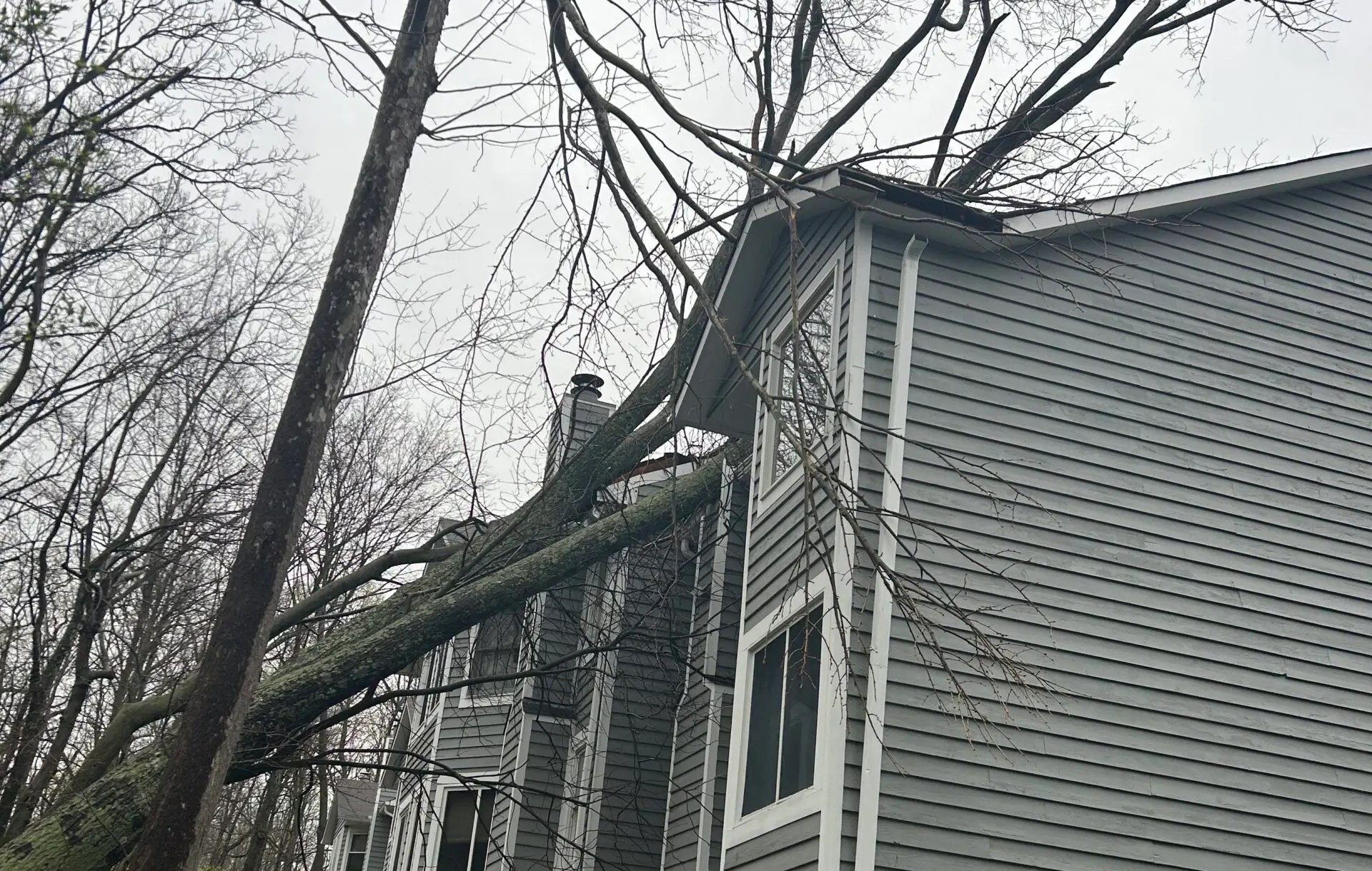 Tree on Condo Building