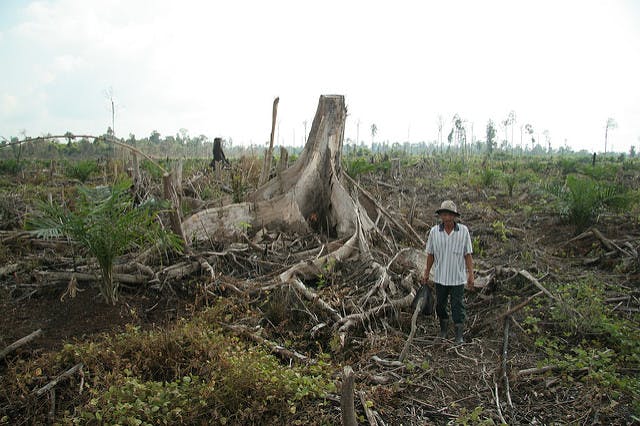 Contextual translation of tanah gambut into english. Indonesia S Peat Restoration Chief Calls For Protection Of All Peat Domes News Eco Business Asia Pacific